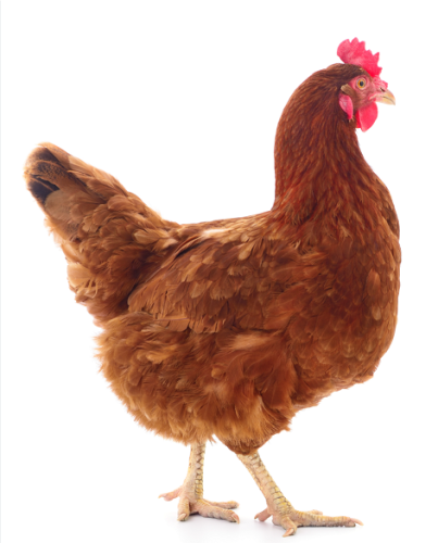 1689141418Desi-ChickenImages